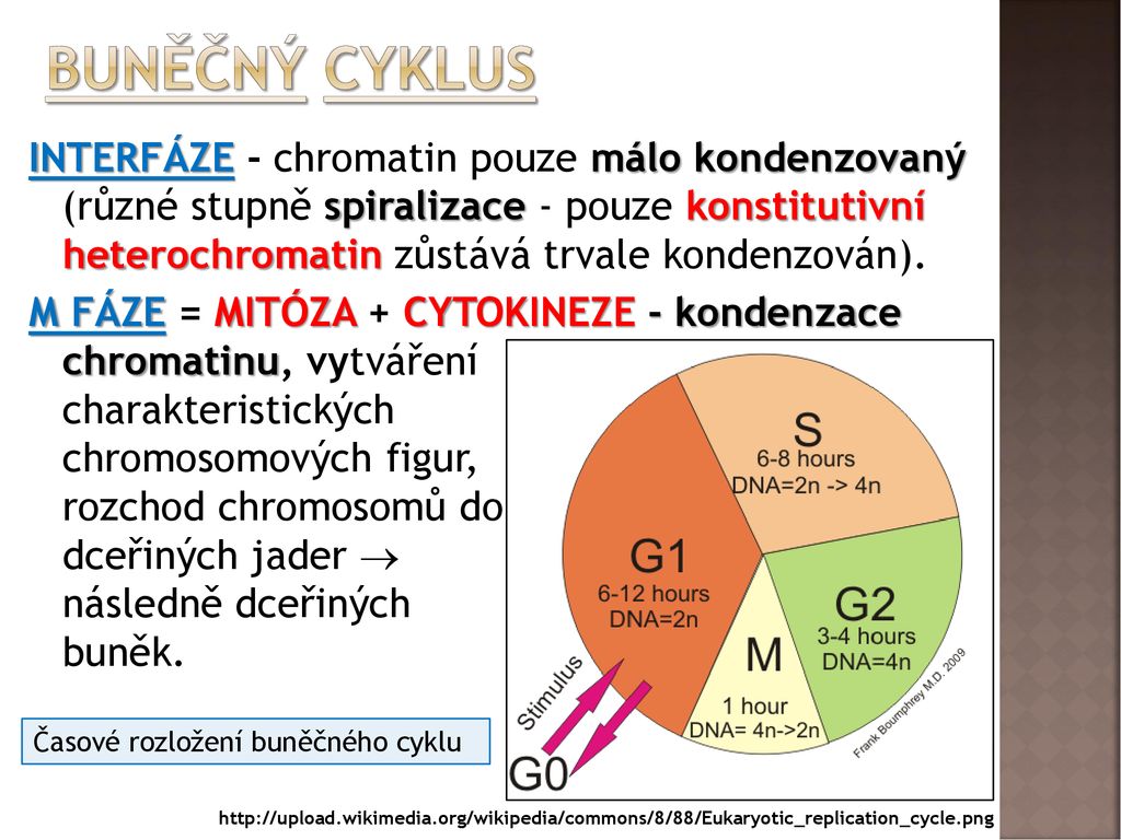 Bi Cytologie Molekul Rn Biologie A Genetika Ppt St Hnout